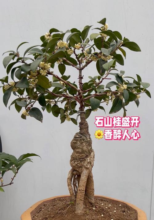 月桂盆栽发芽枯死可能的原因是什么？