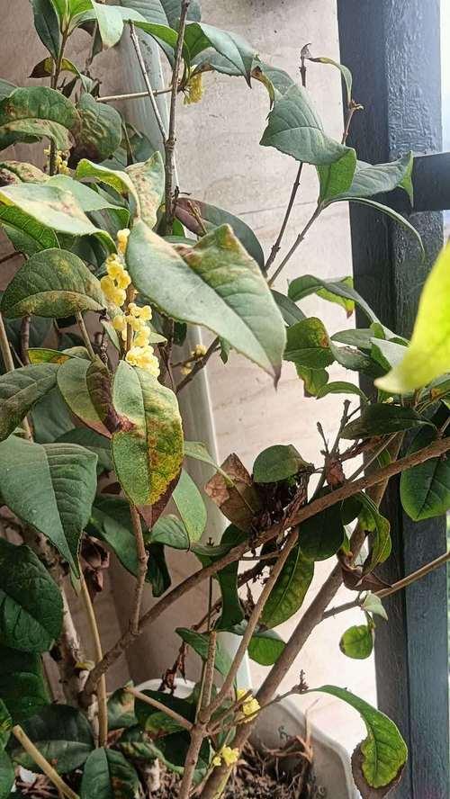 月桂盆栽发芽枯死可能的原因是什么？