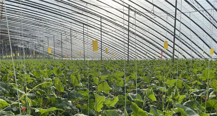 大棚绿宝瓜种植的关键技术要点是什么？