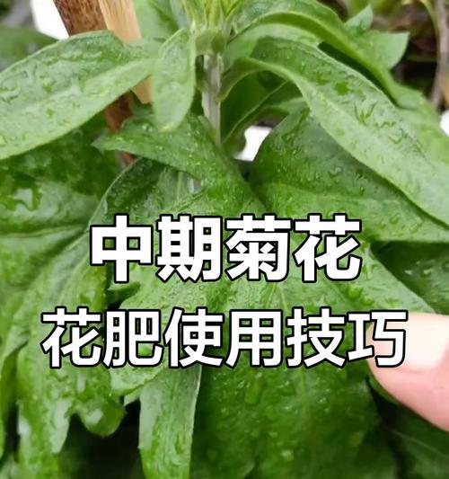 夏天菊花施肥的小妙招是什么？