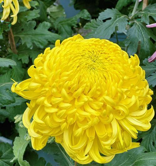 夏天菊花施肥的小妙招是什么？