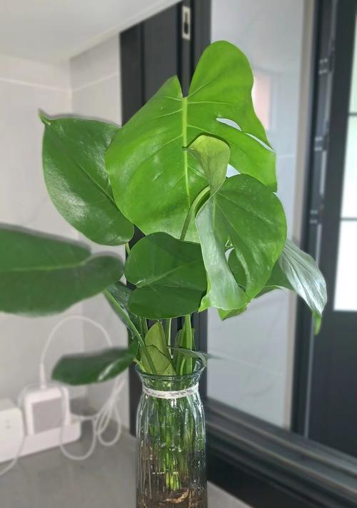哪种插花生根粉更耐用？选择插花生根粉的标准是什么？