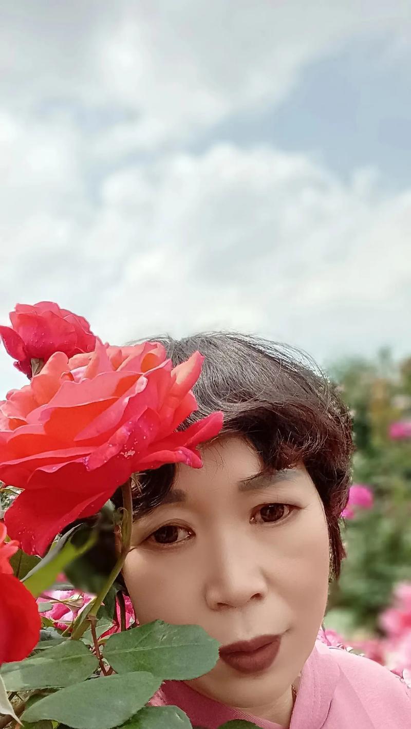 玫瑰花准备开花？如何确保花朵按时绽放？