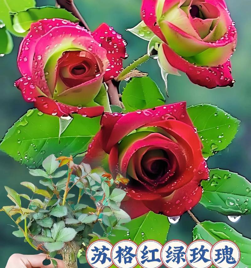 玫瑰花准备开花？如何确保花朵按时绽放？