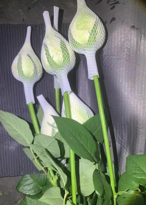 白玫瑰什么时间成熟开花最好？如何判断最佳开花时间？