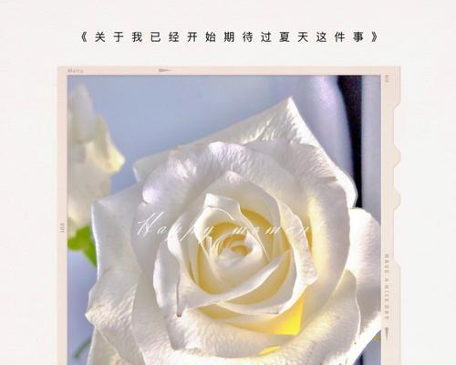 白玫瑰什么时间成熟开花最好？如何判断最佳开花时间？