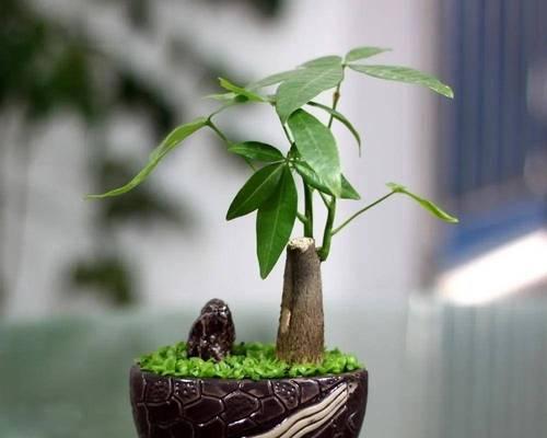 盆栽茂盛的成语有哪些？它们的寓意是什么？