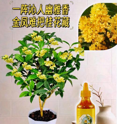 如何养护盆栽四季桂使其爆花？