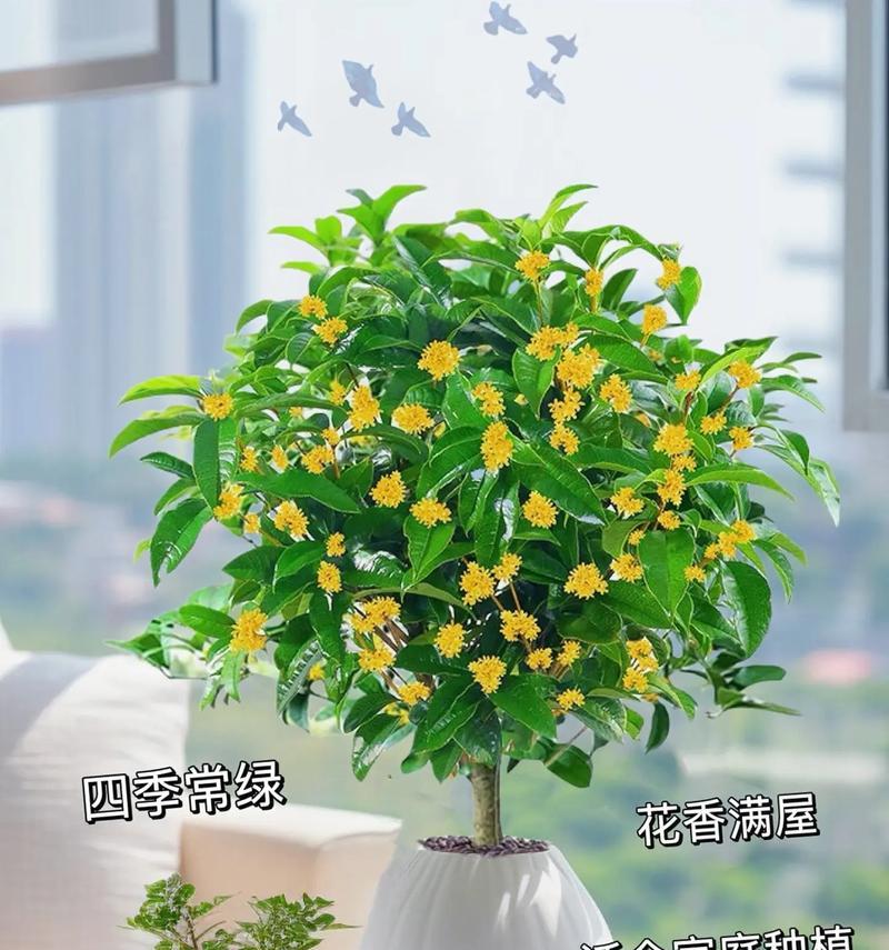 如何养护盆栽四季桂使其爆花？