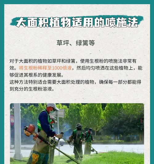 使用生根粉后玫瑰花如何养护？