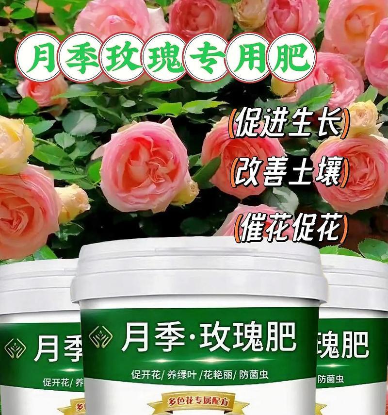使用生根粉后玫瑰花如何养护？
