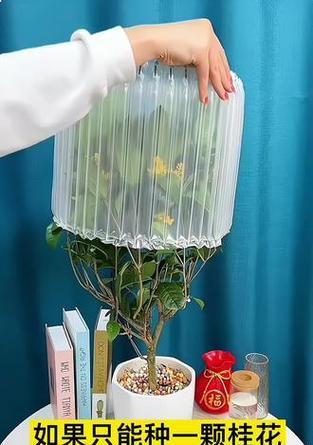 月桂在什么花盆中生长最佳？