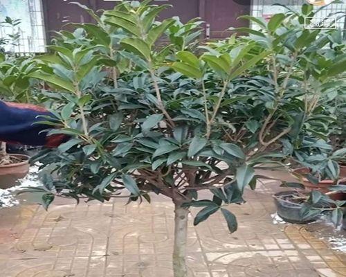 月桂在什么花盆中生长最佳？
