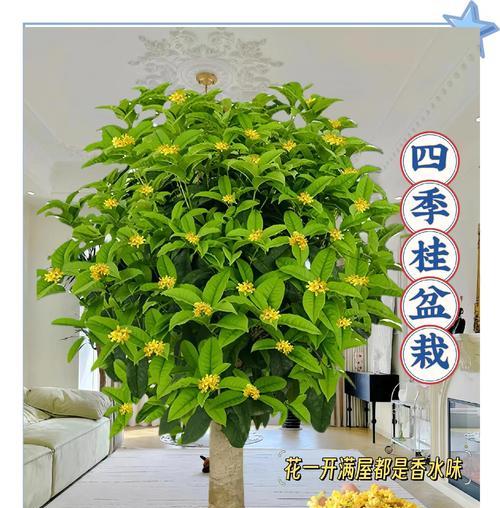 月桂在什么花盆中生长最佳？