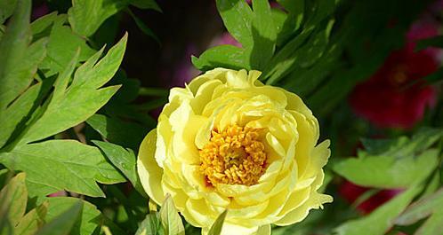 牡丹花花蕊长的还是短的？花蕊长度对观赏价值有何影响？