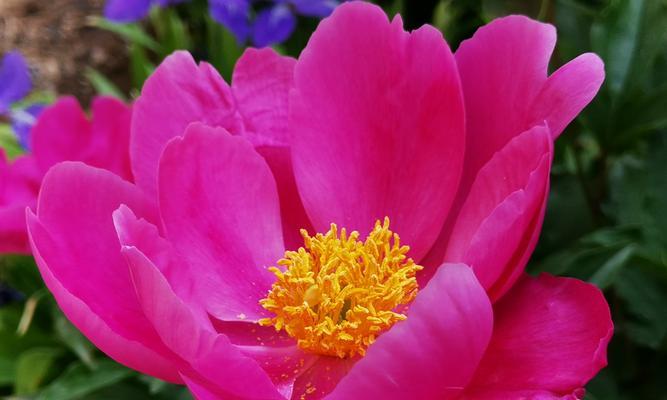 牡丹花花蕊长的还是短的？花蕊长度对观赏价值有何影响？