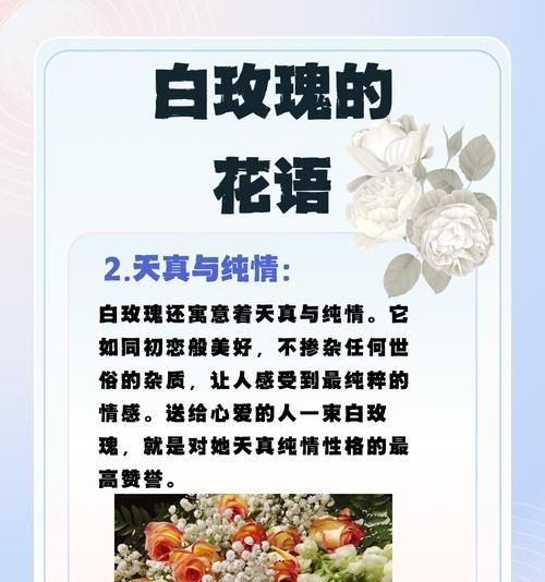 白玫瑰成熟开花的时间是什么时候？