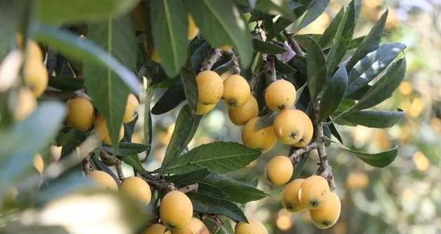 白玉枇杷品种种植技术要点有哪些？