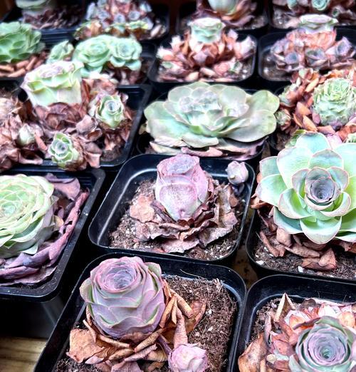 山地玫瑰最美品种？如何识别和欣赏山地玫瑰的不同品种？