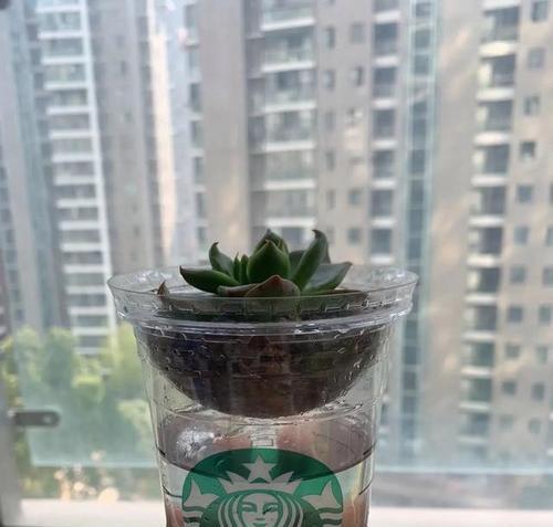 如何用幸运咖的杯子进行创意插花？