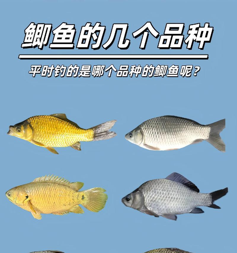 鲫鱼的养殖技术有哪些？养殖鲫鱼的利润如何？