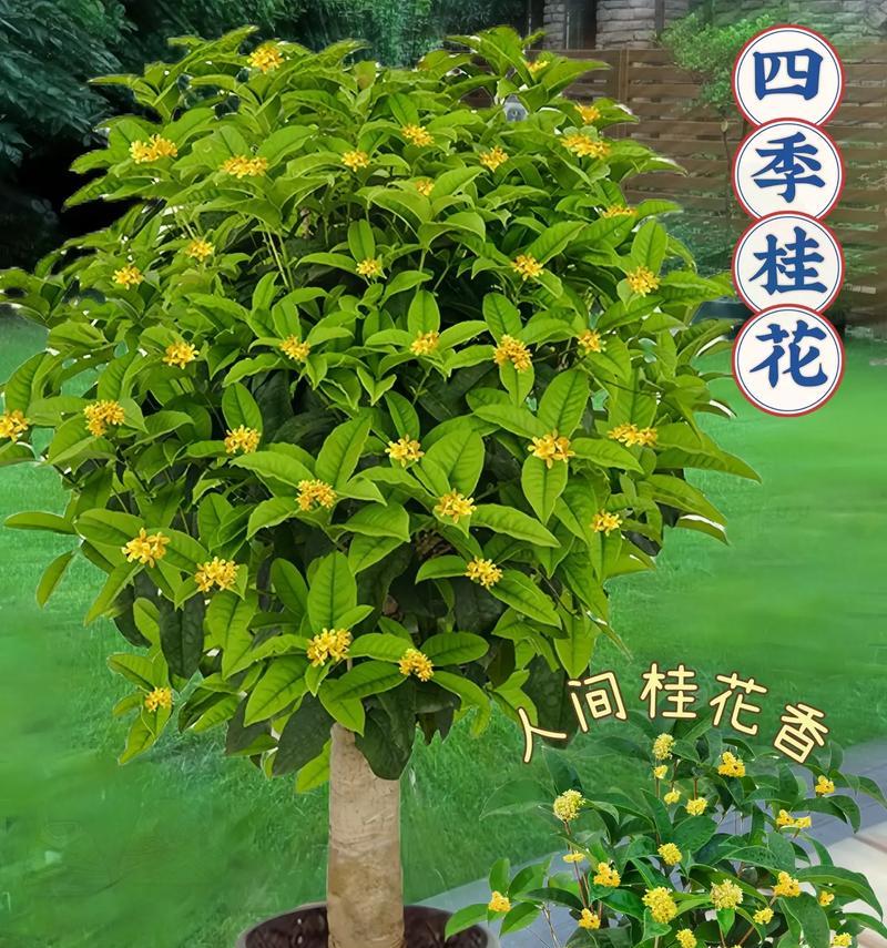 桂花树月月桂怎样盆栽？需要多大的盆？