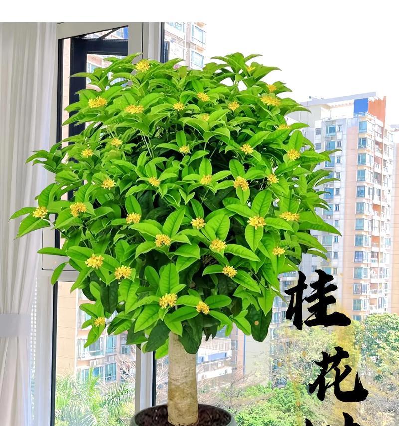 桂花树月月桂怎样盆栽？需要多大的盆？
