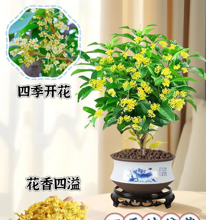 桂花树月月桂怎样盆栽？需要多大的盆？