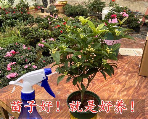 盆栽月桂浇水频率和方法是什么？