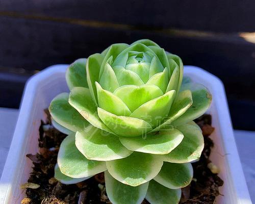 耶罗山地玫瑰需要什么土种才能开花呢？选择合适的土壤对开花有何影响？