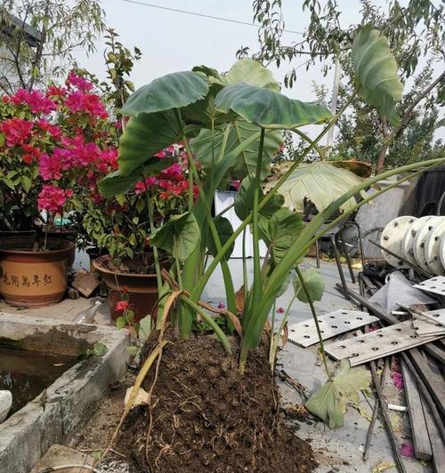芋头发芽后盆栽种植技巧是什么？