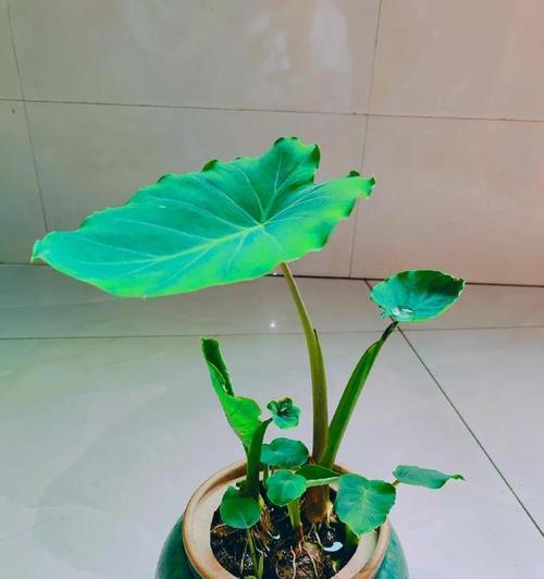 芋头发芽后盆栽种植技巧是什么？