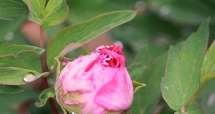牡丹花花蕊通常是什么颜色？