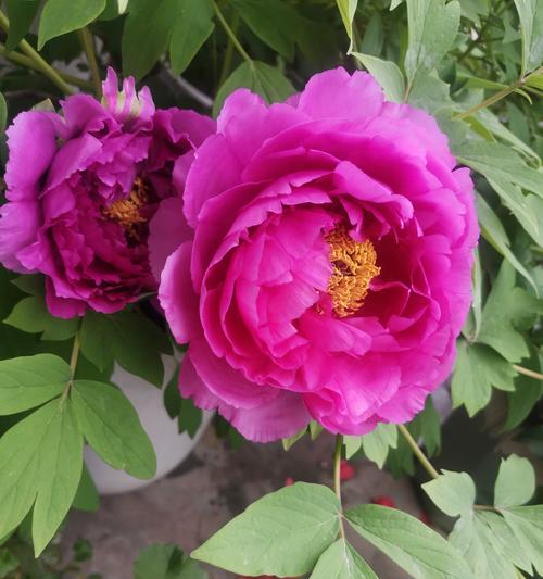 牡丹花花蕊通常是什么颜色？