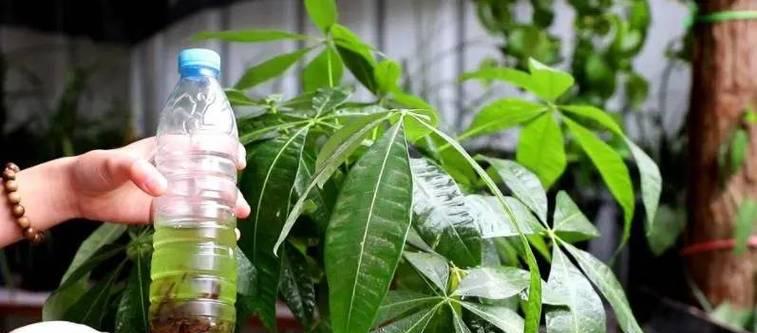 盆栽换花时是否需要更换土壤？