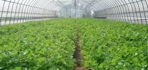 祁山牧草种植的关键技术要点是什么？