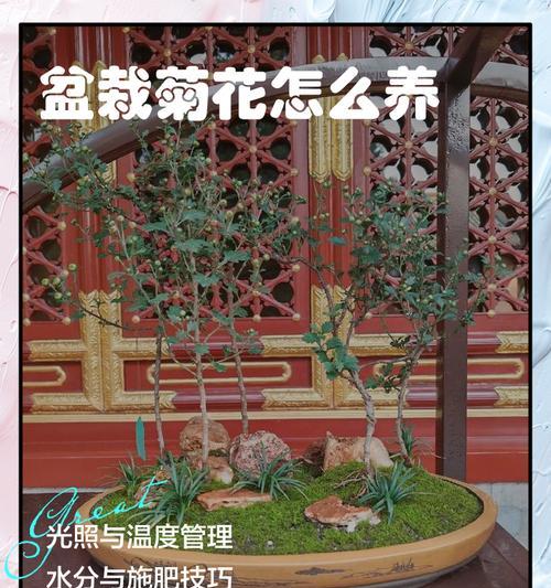 如何正确施肥让菊花长得更大？
