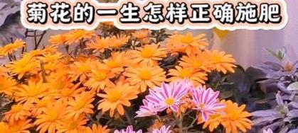 如何正确施肥让菊花长得更大？
