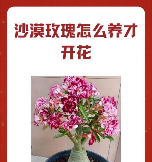 智利红玫瑰花怎么养植的呢？养植过程中需要注意哪些问题？