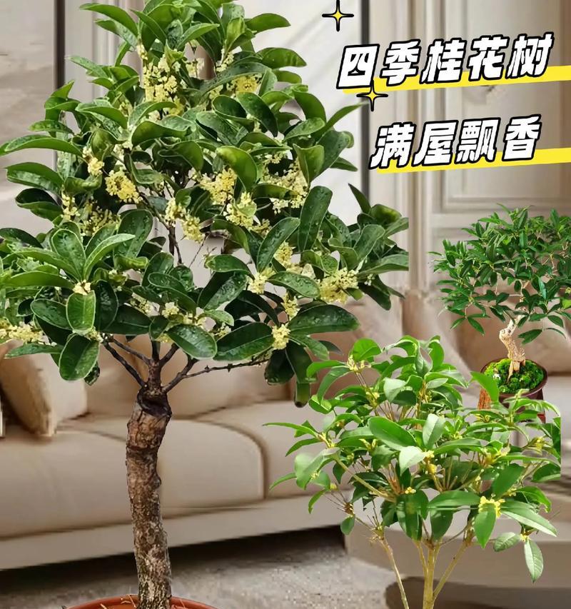 月桂盆栽与地栽哪种更适合？