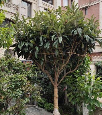 白玉枇杷品种种植技术要点是什么？