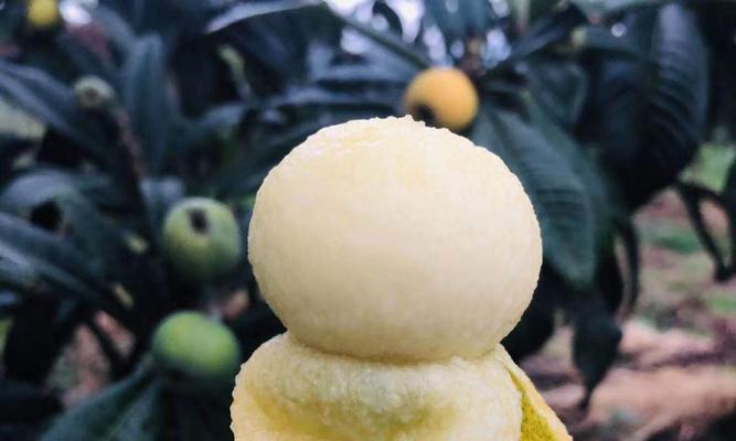 白玉枇杷品种种植技术要点是什么？