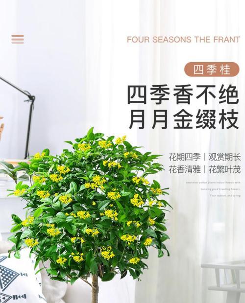 月桂树盆栽制作步骤是什么？制作过程中应注意什么？