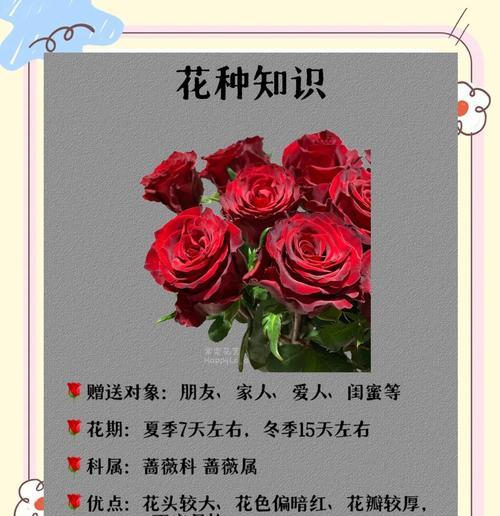 红玫瑰花种植技术和栽培管理是什么？