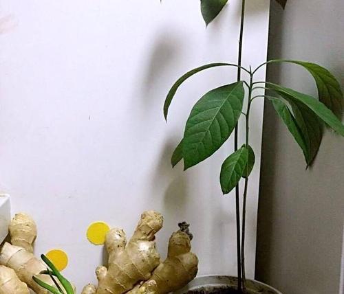 发芽芋头盆栽的方法是什么？如何盆栽发芽芋头才能成功？
