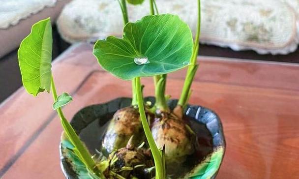 发芽芋头盆栽的方法是什么？如何盆栽发芽芋头才能成功？