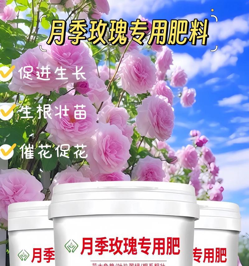 养智利火玫瑰需要准备什么肥料好吗？肥料的选择对玫瑰生长有何重要性？