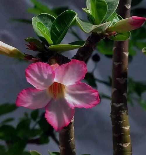 沙漠红玫瑰花养护要点是什么？浇水频率多少？