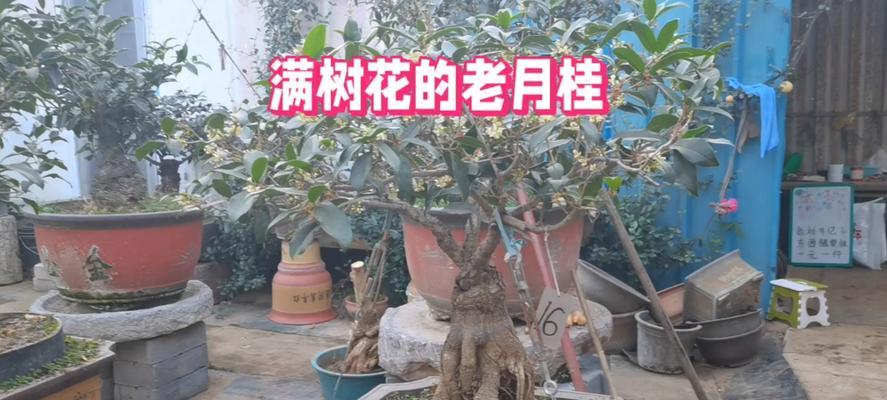 老月桂盆景如何造型？造型分析有哪些要点？