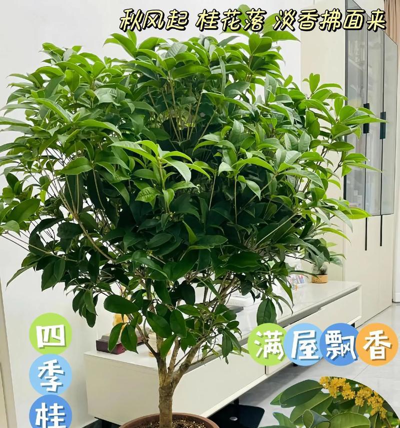 老月桂盆景如何造型？造型分析有哪些要点？
